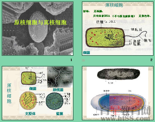 原核细胞是细菌_真核细胞 原核细胞举例_原核细胞与真核细胞的细胞