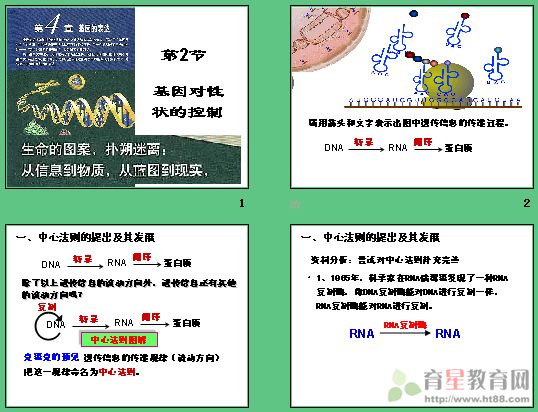 共19张,课件讲述了中心法则的提出及其发展,基因,蛋白质与性状的关系